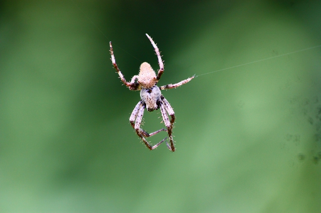 Araneus sp.